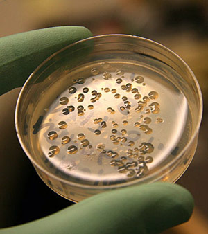 Heterotrophic Plate Count